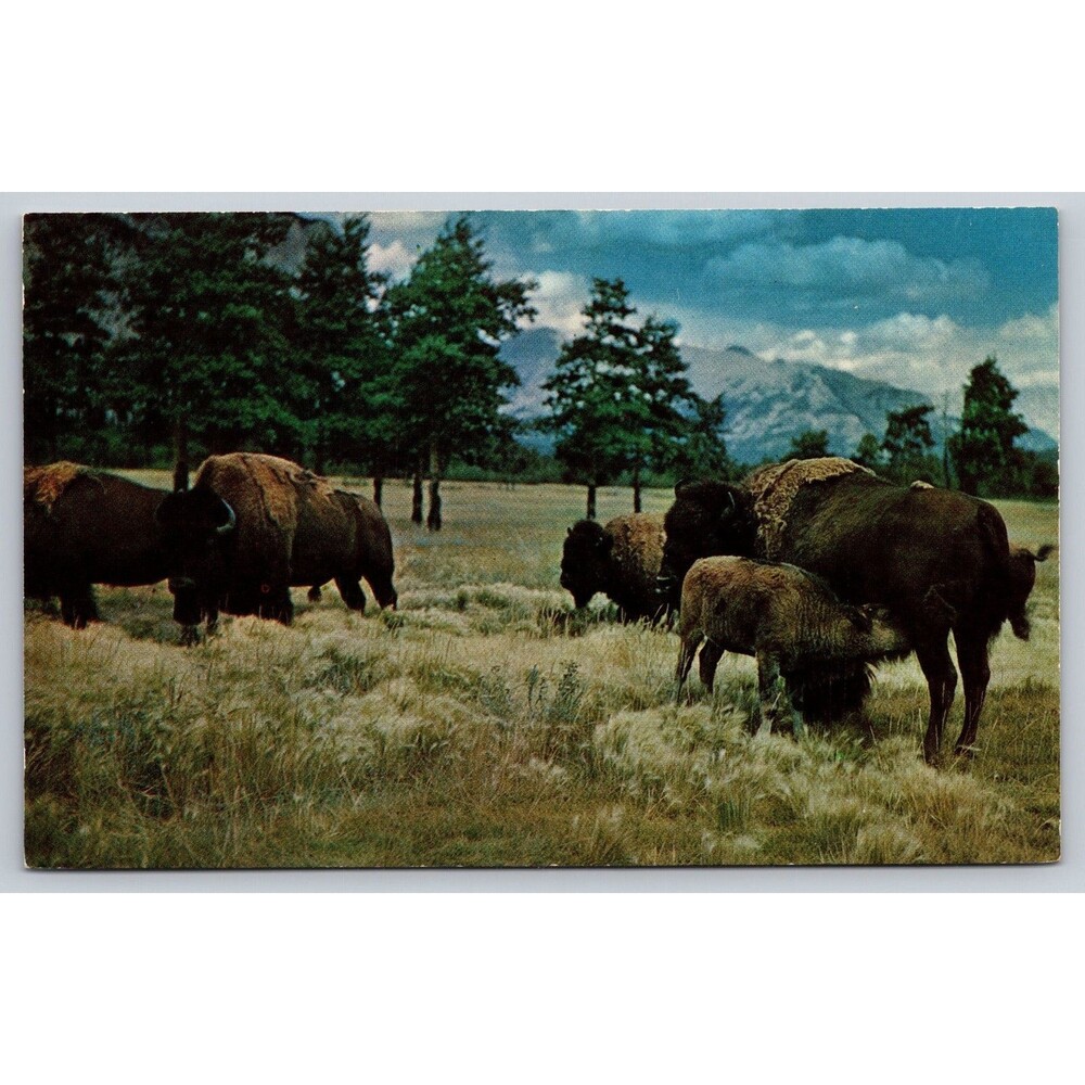 Postcard Buffalo Bison Last Remnants of the Great Herds from Old West c1960s VTG